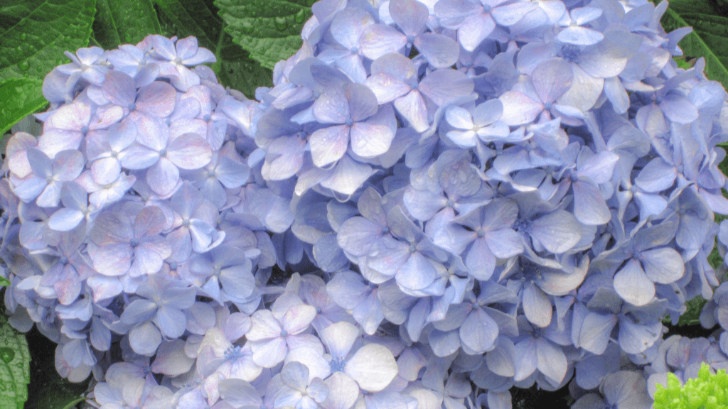 【静岡県内】綺麗な紫陽花を見て梅雨を乗り越えよう！！