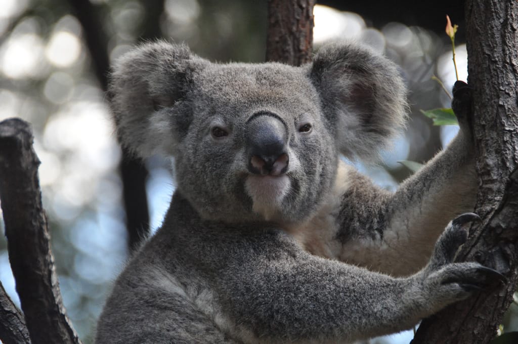 秋といえば、芸術の秋！浜松市動物園の写真コンクールと写生大会が開催されるよ♪