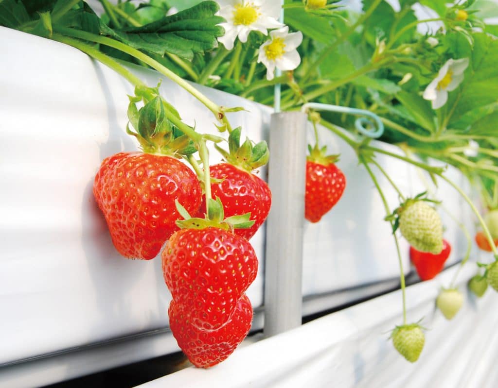 静岡県内オススメ！いちご狩りと併設のカフェで美味しい時間を満喫しよう！！