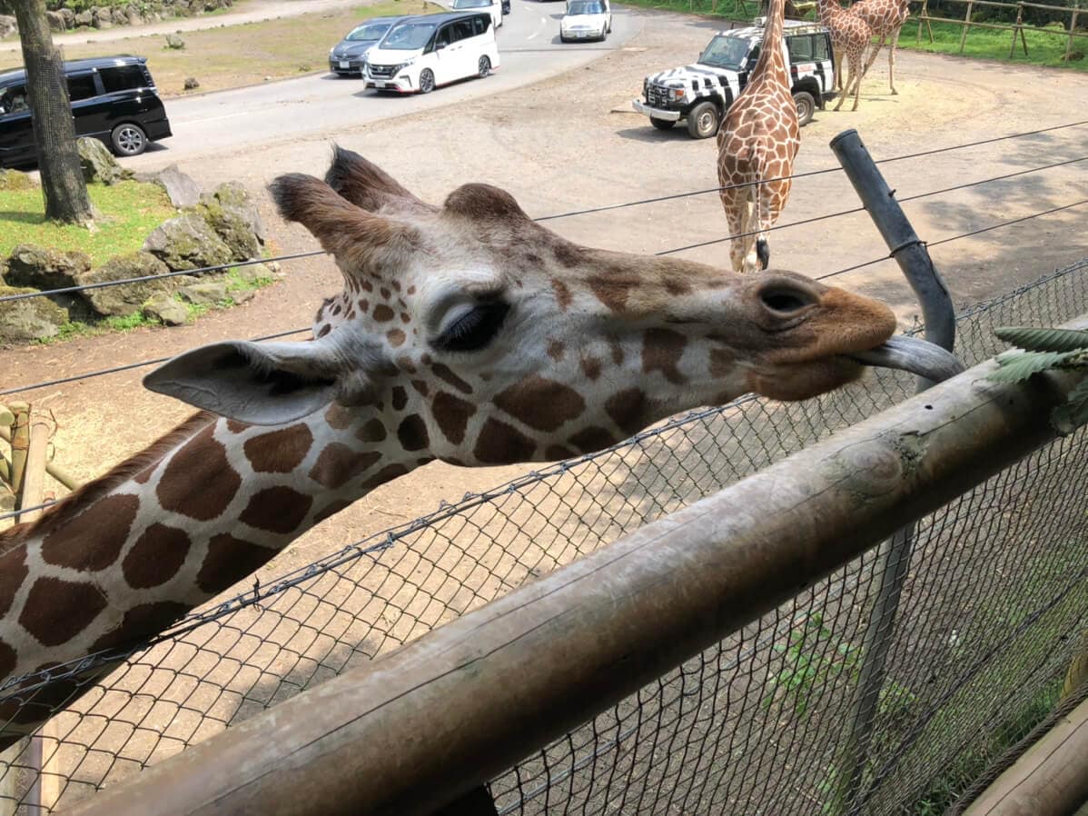 プラス500円でサファリパークを歩いて遊べる！満足度99.9％の楽しみ方