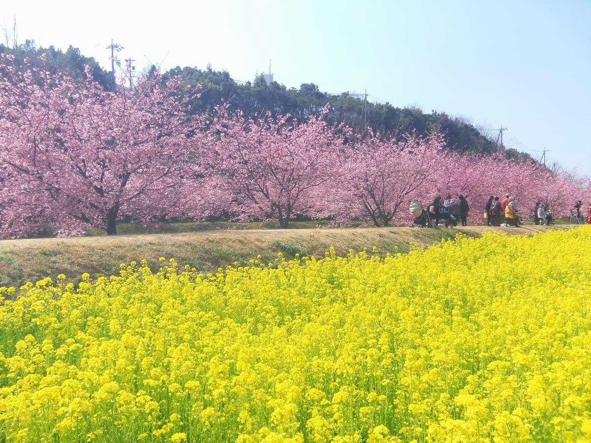 東大山河津桜祭り 2023年2月18日（土）～3月12日（日）