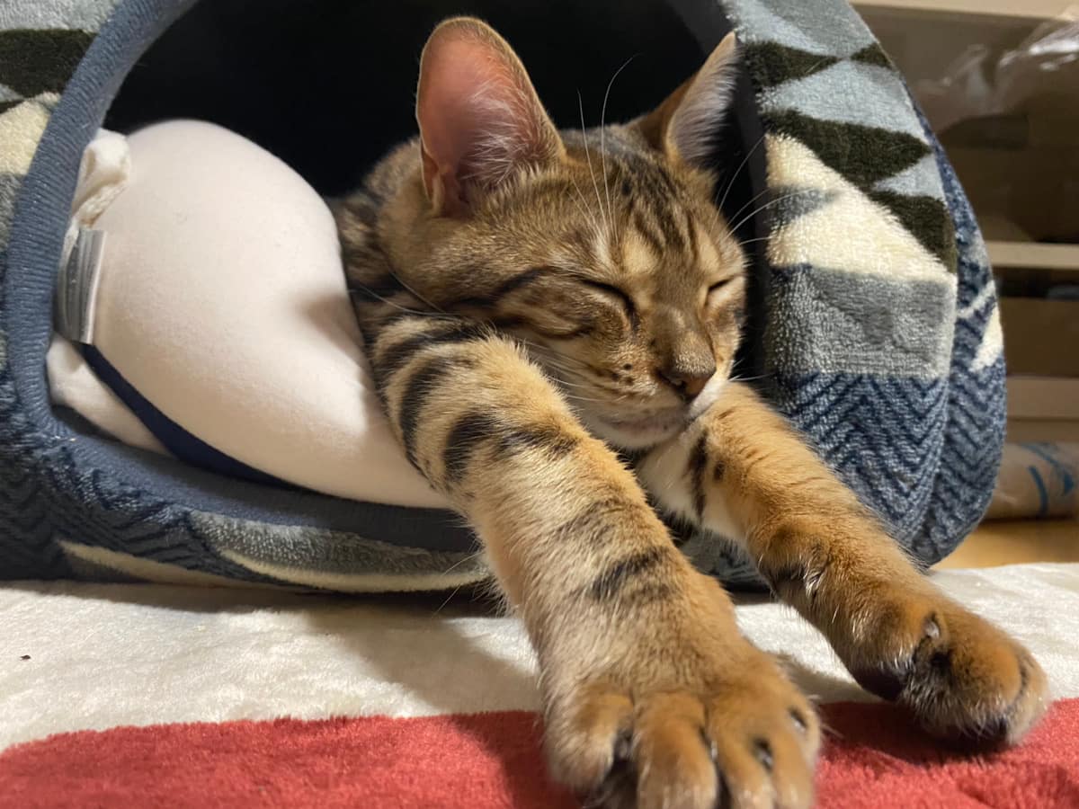 初心者にも飼いやすい猫ちゃんとは？？