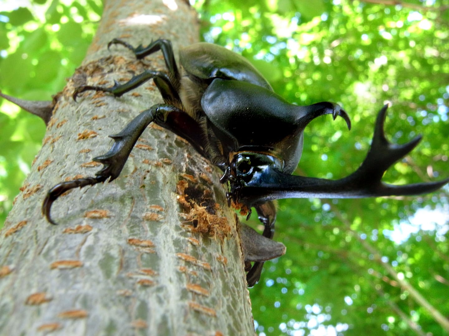 初めての昆虫飼育に必要な道具とは？カブトムシ＆クワガタの飼育方法