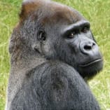 サル♪ゴリラ♪チンパンジー♪ランキング形式で検証！やさしいゴリラの動画付き！
