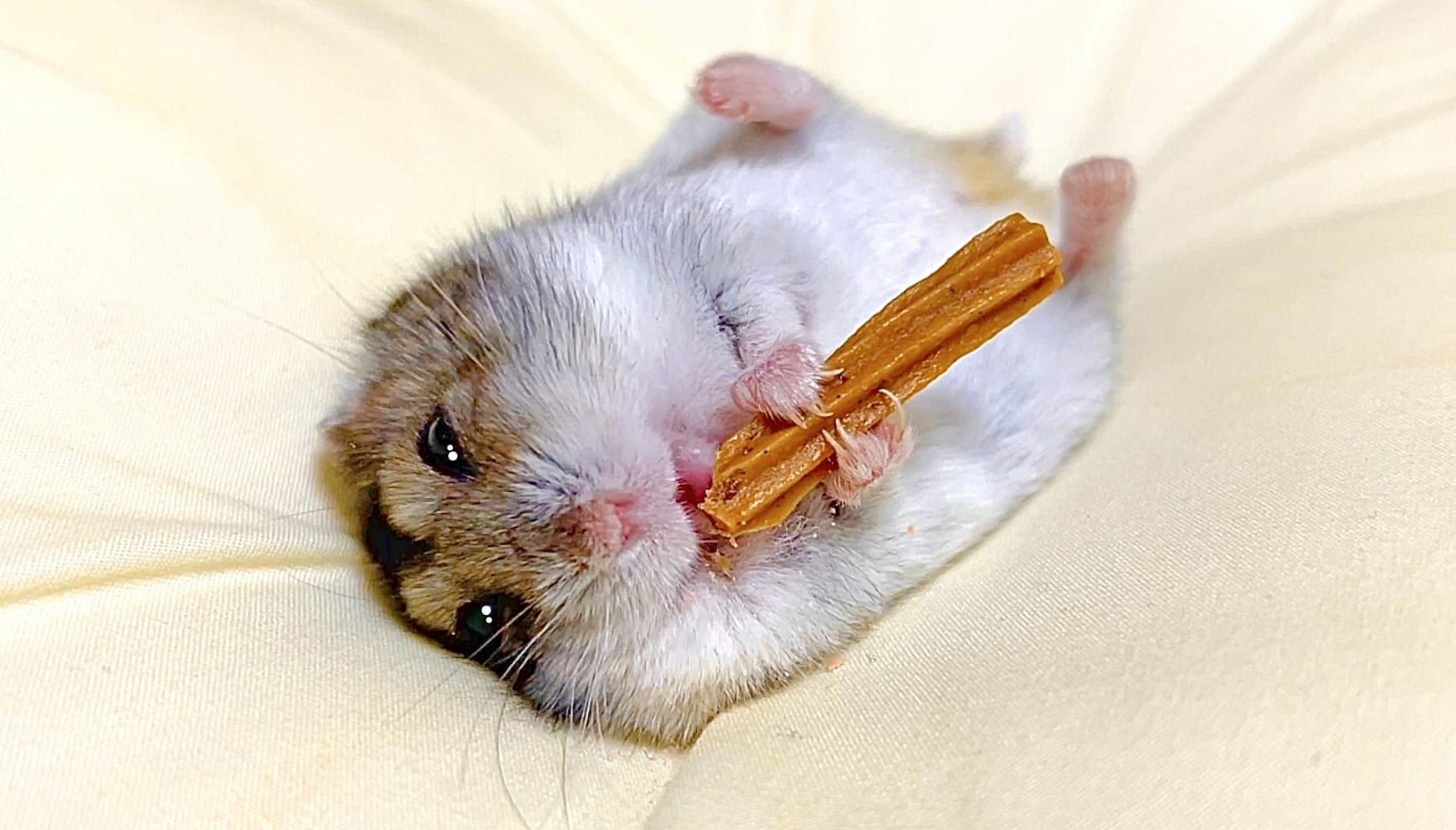 【2025年版】ハムスターの人気ランキングTOP10！飼いやすい種類や性格を紹介