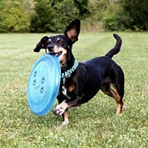 今日はどこへお出かけ？浜松市内のドッグラン！