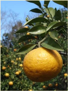 秋の味覚を満喫♪静岡県で楽しむ収穫体験7か所を紹介