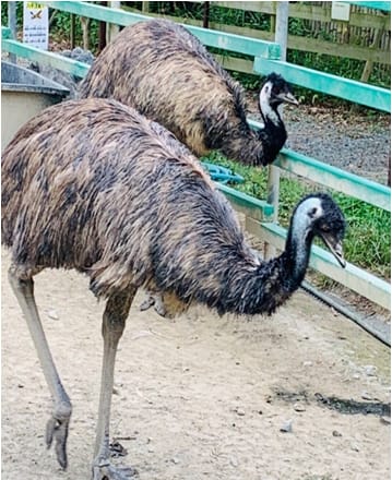 【エネフィ地元ＰＲプロジェクト】掛川花鳥園の魅力を発信！！③