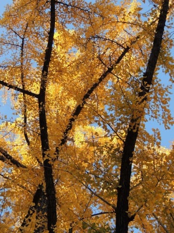 紅葉を楽しもう!