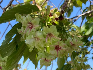 緑色の桜を知ってる？