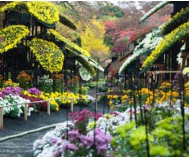 11月・秋といえば花の季節ですねぇ（＾◇＾）