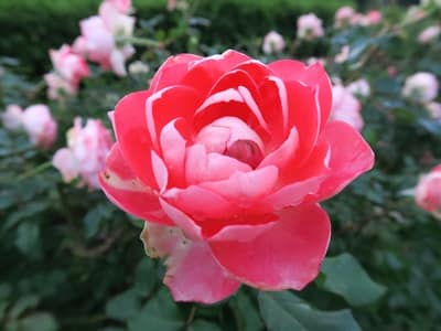 バラの見頃は？きれいな秋のバラで季節を感じよう