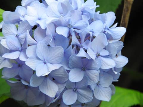 まだ見れる？あじさいの魅力