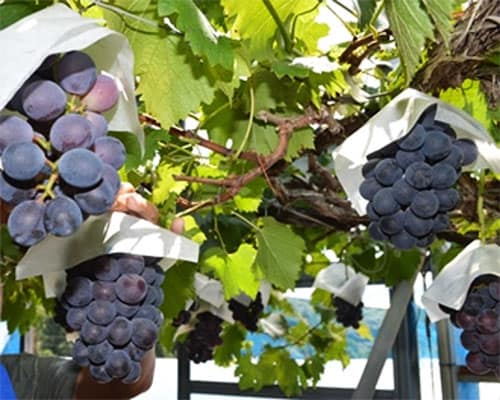 9月はフルーツ狩りで家族の思い出を♪