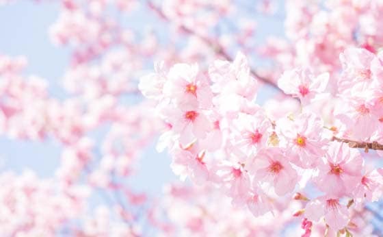 引っ越しの費用を節約する方法