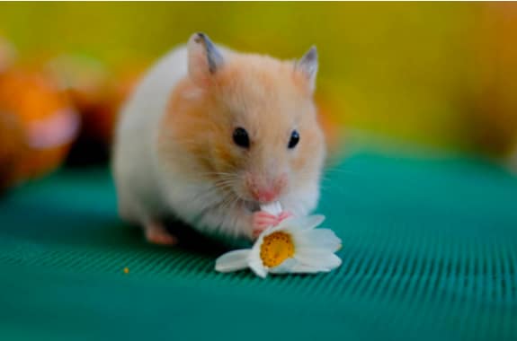 【2025年版】ハムスターの人気ランキングTOP10！飼いやすい種類や性格を紹介