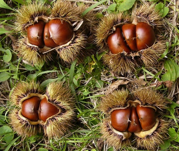 秋の味覚　『栗』の豆知識