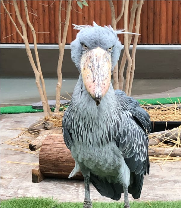 【エネフィ地元ＰＲプロジェクト】掛川花鳥園の魅力を発信！！②
