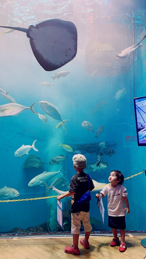 秋刀魚の価格が高いですね。