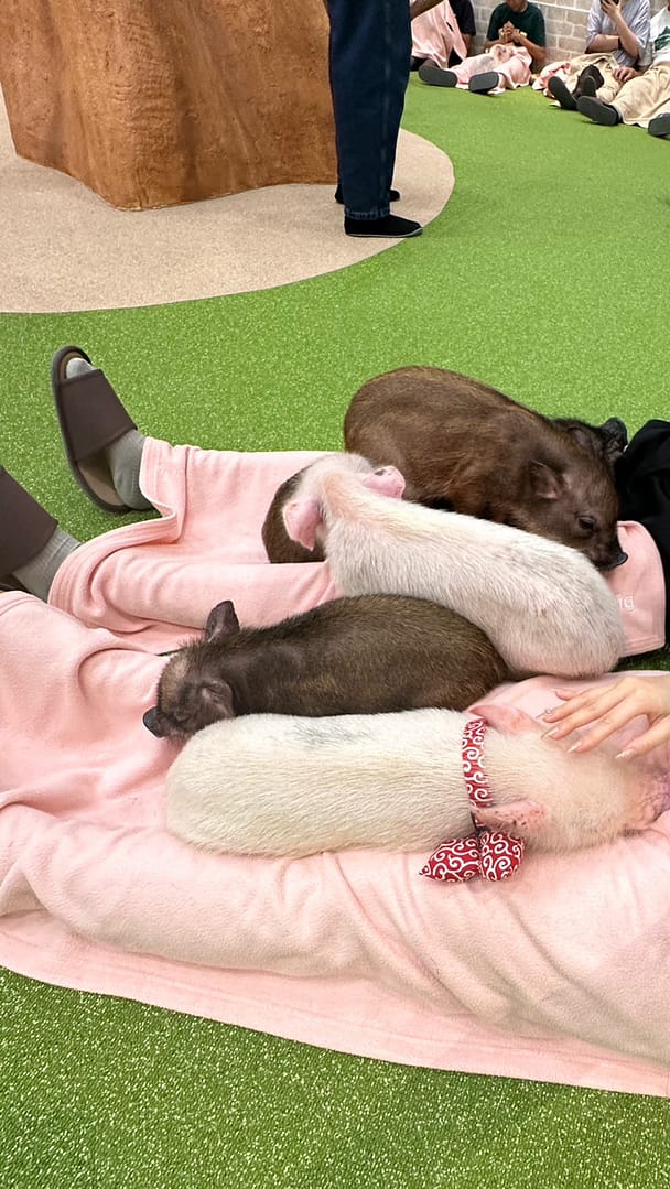 2024年4月オープン！イオンモール志都呂の豚カフェ＜mipig cafe＞🐷