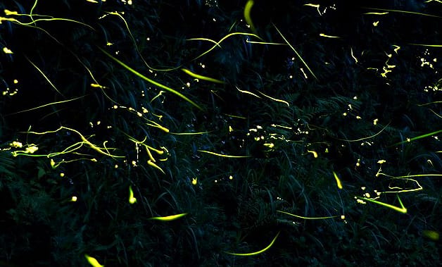 ホタル観賞が出来る７つの人気スポットin静岡県内2023