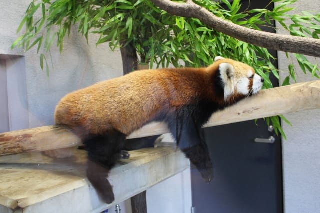 「なんだかだるい・・・・」は栄養不足?そんな時、必要な栄養素とは