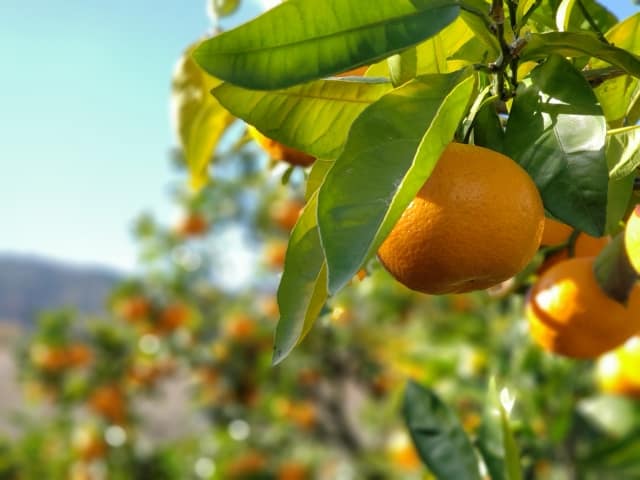 以外と体験したことないかも!浜松でみかん狩りが出来る場所をご紹介