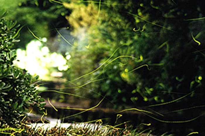 ホタル観賞が出来る７つの人気スポットin静岡県内2018