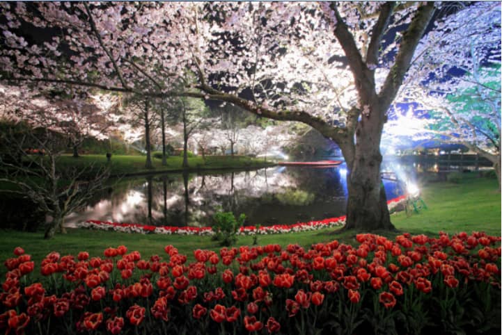 桜のシーズン到来！”浜松のお花見スポット”10選