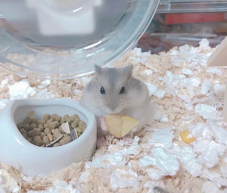 ハムスターと仲良くなる方法♪