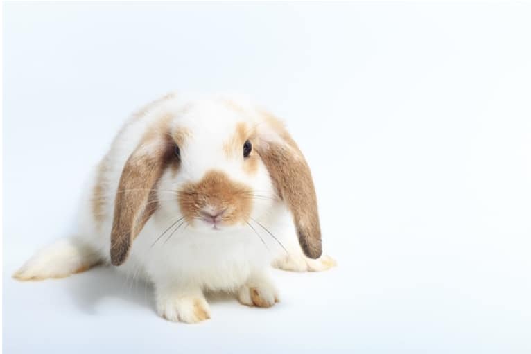 ペットとして人気上昇中！うさぎの種類と性格について