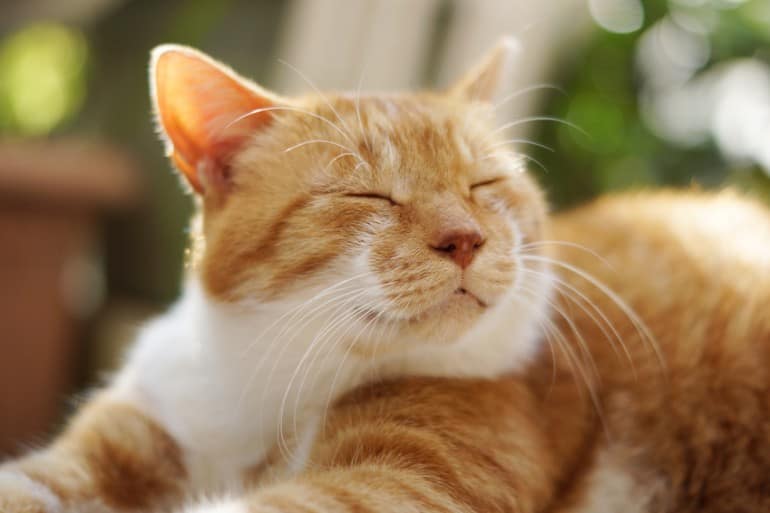 猫を飼う前に考えておいてほしいこと