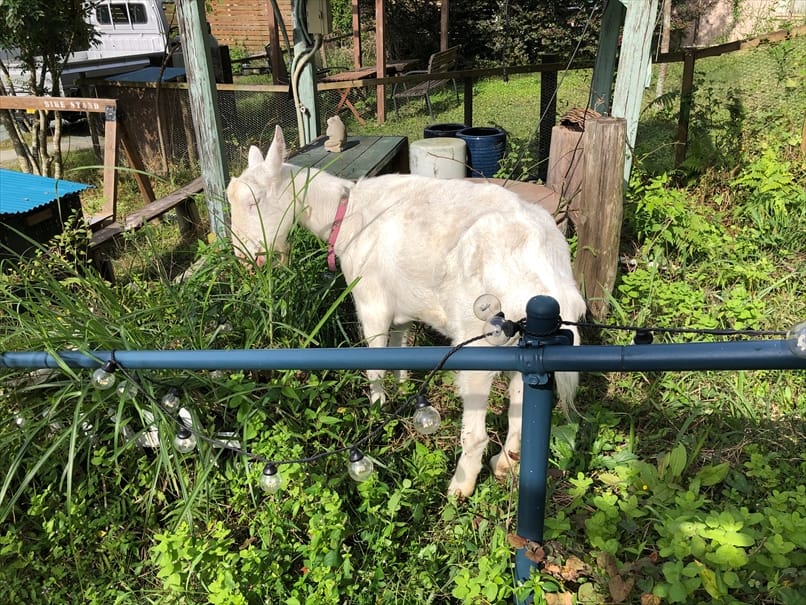 浜松市北区のヤギがいるカフェ！？ブロートリーベンに行ってみた！