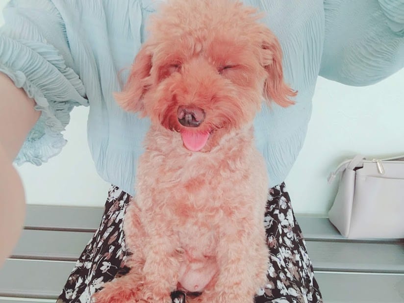 動物と触れ合えるカフェ♪