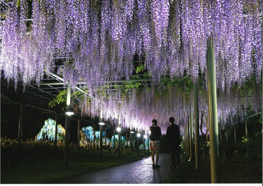 藤棚が見頃？！