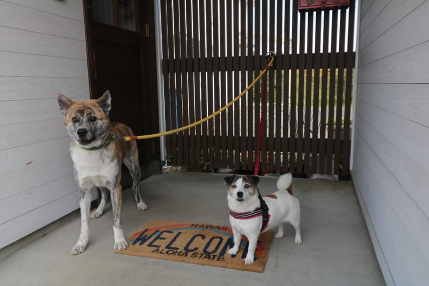ワンちゃん　リードフック！