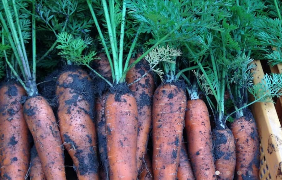 【収穫して食べて知る！栄養満点☆有機野菜】2018年11月21日開催のママゼミ若干名募集中！