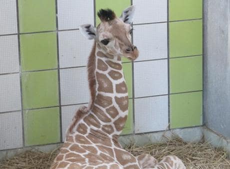 breeder_01194_00000001_460x0