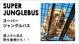 btn_superjunglebus