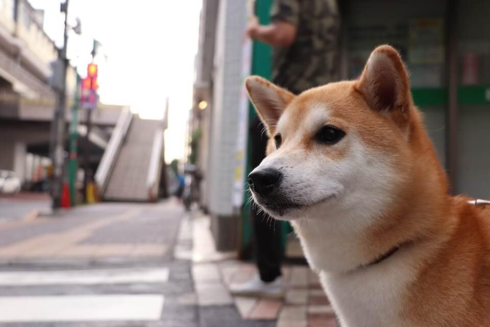 shiba-inu-3600225_960_720