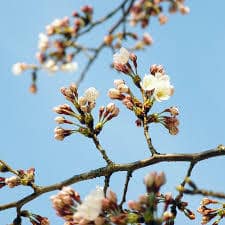 さくら一分咲き