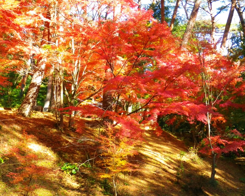 163082shinrinkouen01