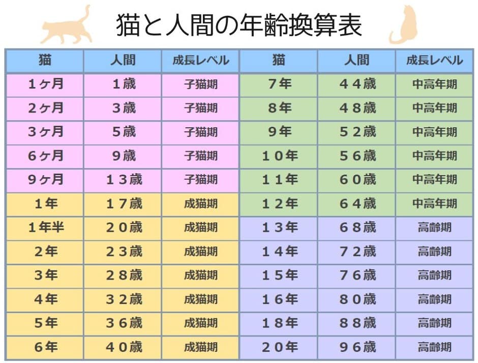 猫の年齢早見表